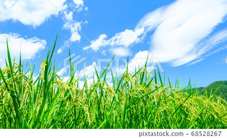 Summer rice (August) 68528267