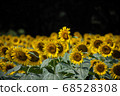 sunflower	 68528308