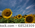 sunflower	 68528309