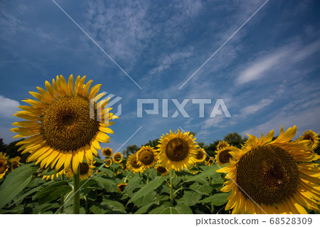 sunflower	 68528309