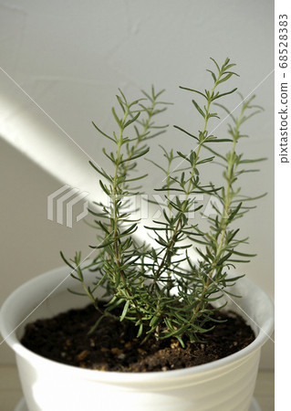 Grow rosemary in one corner of a room with natural light 68528383