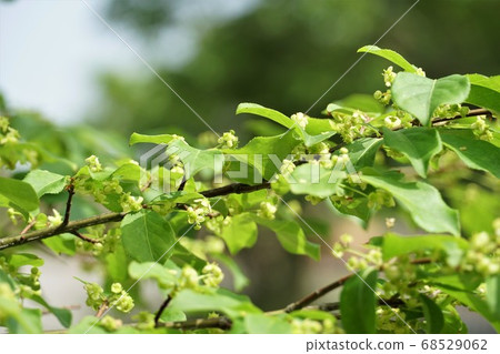 A small flower that blooms along a forest road in Kashima City, Ibaraki Prefecture 68529062