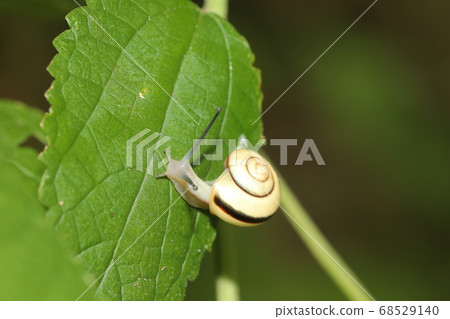 Hakone Maimai Hakone Maimai 68529140