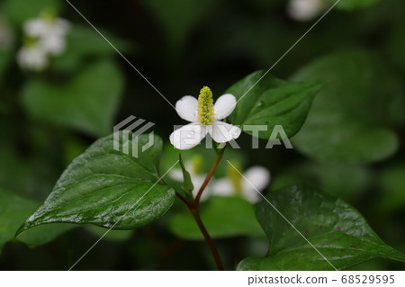 White flowers of Dokudami getting wet in the rain 68529595