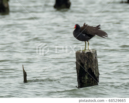 One van on a wooden pile 68529665
