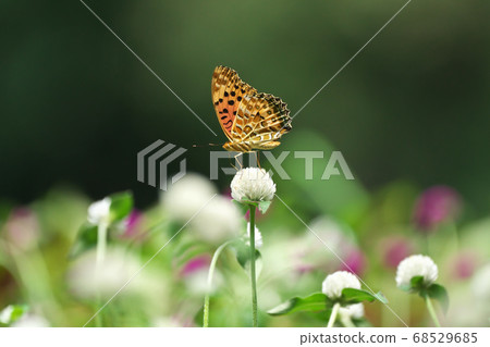 Fritillary fritillary that sucks on the flowers of senna periwinkle Fritillary fritillary that sucks on the flowers of senna periwinkle 68529685