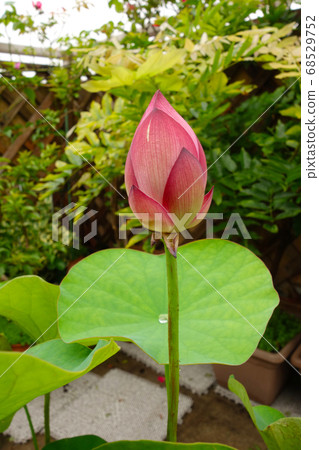 陽台上的蓮花芽 68529752