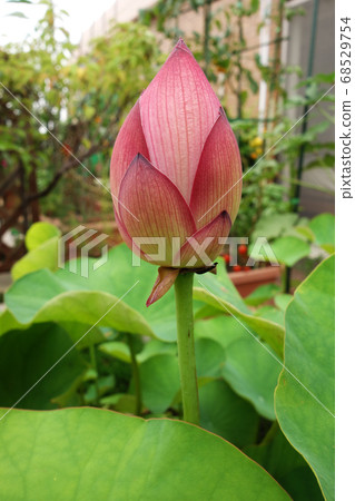 陽台上的蓮花芽 陽台上的蓮花芽 68529754