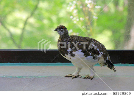 被囚禁的家雞 68529809