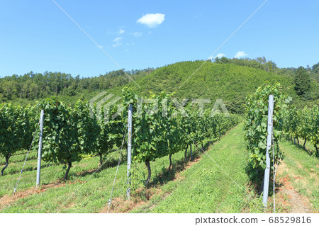 Summer wine vineyard Summer wine vineyard 68529816
