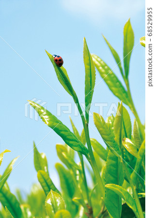 Ladybird climbing a tea bud Ladybird climbing a tea bud 68529955