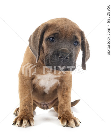 puppy cane corso 68529956