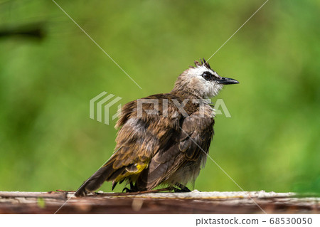 [Bird] Yellow-tailed Bulbul 68530050