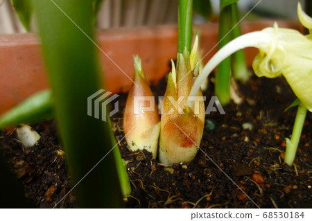家居花園園林植物種植 家居花園園林植物種植 68530184