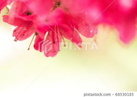 美麗的紅色杜鵑花，在初夏時會下雨[花/植物] 68530185