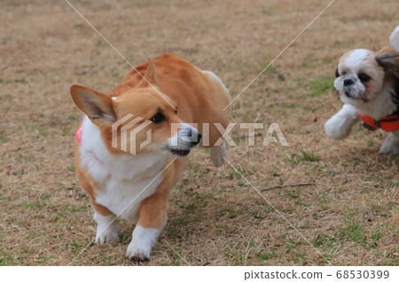 catch and run catch and run 68530399