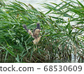 One Yoshigoi from the reed One Yoshigoi from the reed 68530609