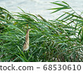 One Yoshigoi from the reed One Yoshigoi from the reed 68530610