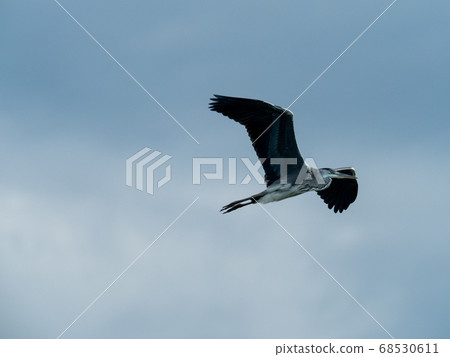 One Gray Heron in flight One Gray Heron in flight 68530611