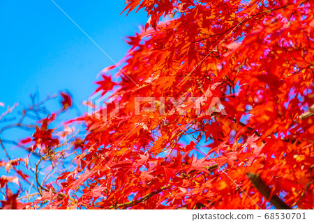 Autumn leaves and blue sky of Korankei [Aichi Prefecture] 68530701