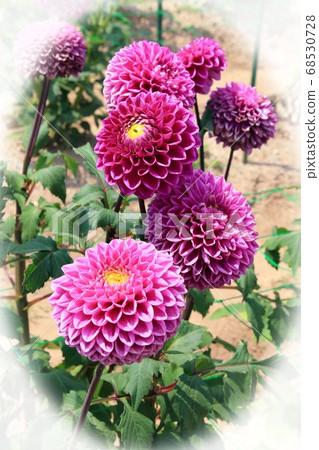 Dahlia 68530728