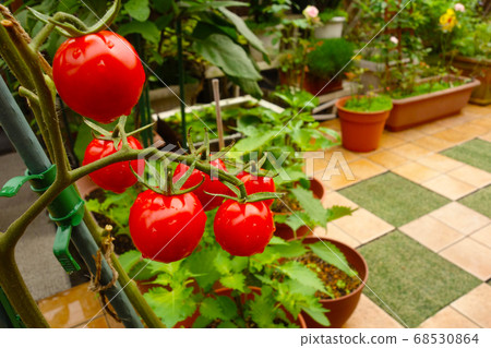 Bright red cherry tomatoes in the kitchen garden Bright red cherry tomatoes in the kitchen garden 68530864