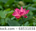 Ancient lotus Ancient lotus 68531038