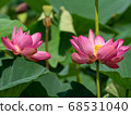 Ancient lotus Ancient lotus 68531040