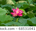 Ancient lotus Ancient lotus 68531041