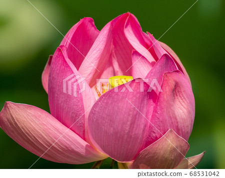 Ancient lotus close-up Ancient lotus close-up 68531042