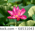 Ancient lotus Ancient lotus 68531043