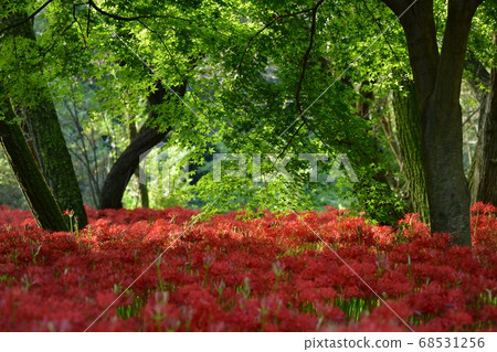 Mandarin flower blooming in purse-string mandala flower park and maple tree 68531256