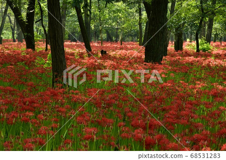 Mandarin flower blooming in purse-string mandala flower park 68531283