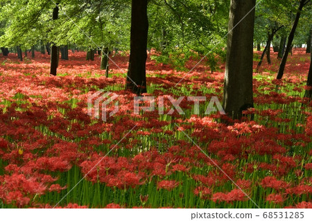 Mandarin flower blooming in purse-string mandala flower park 68531285