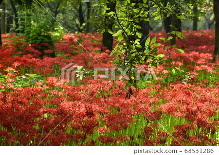 Mandarin flower blooming in purse-string mandala flower park Mandarin flower blooming in purse-string mandala flower park 68531286