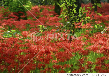 Mandarin flower blooming in purse-string mandala flower park Mandarin flower blooming in purse-string mandala flower park 68531287