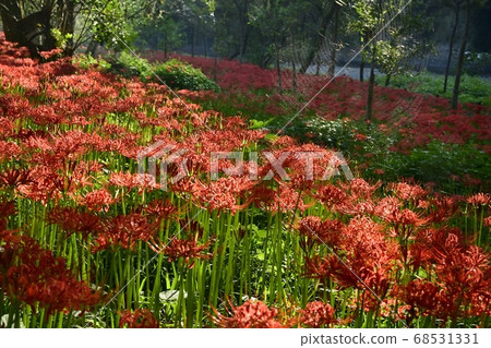 荷包荷花曼陀羅花公園裡盛開的國語花 荷包荷花曼陀羅花公園裡盛開的國語花 68531331