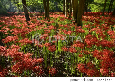 荷包荷花曼陀羅花公園裡盛開的國語花 荷包荷花曼陀羅花公園裡盛開的國語花 68531332