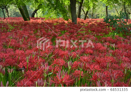 荷包荷花曼陀羅花公園裡盛開的國語花 荷包荷花曼陀羅花公園裡盛開的國語花 68531335
