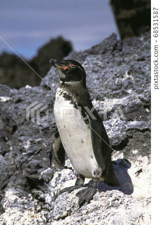 Galapagos Penguin 68531587