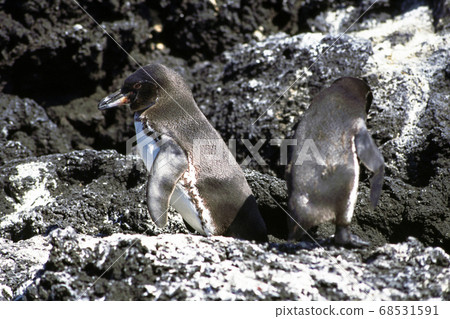加拉帕戈斯企鵝 加拉帕戈斯企鵝 68531591