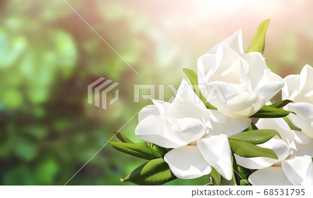 Horizontal banner with beautiful magnolia flowers Horizontal banner with beautiful magnolia flowers 68531795