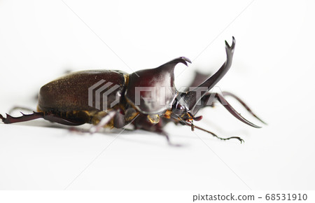 鋸齒雄鹿白色背景昆蟲昆蟲生物暑假 鋸齒雄鹿白色背景昆蟲昆蟲生物暑假 68531910