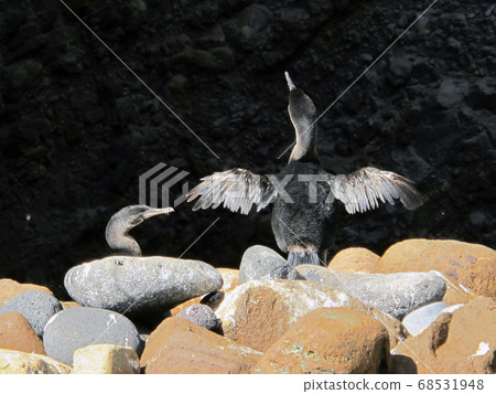 Galapagoscovaneu Galapagoscovaneu 68531948