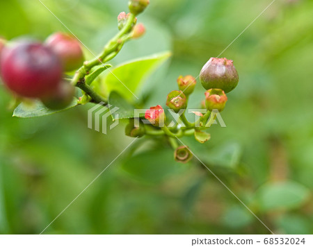 Blueberry fruit Blueberry fruit 68532024