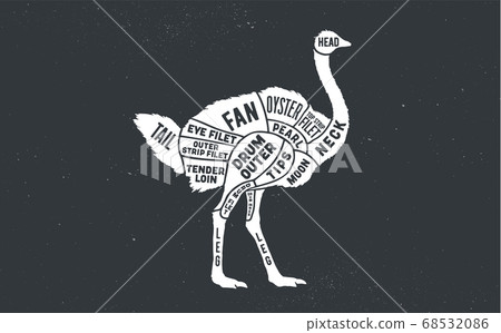 Ostrich. Butcher guide scheme Ostrich. Butcher guide scheme 68532086