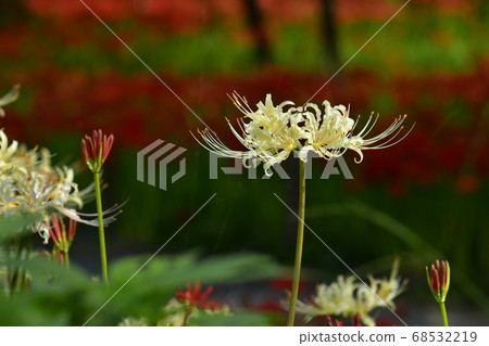 荷包荷花公園Manaosa Hana Park盛開的普通話Shana白花 荷包荷花公園Manaosa Hana Park盛開的普通話Shana白花 68532219