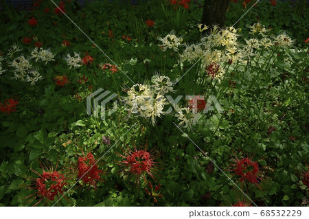 荷包荷花公園Manaosa Hana Park盛開的普通話Shana白花 68532229
