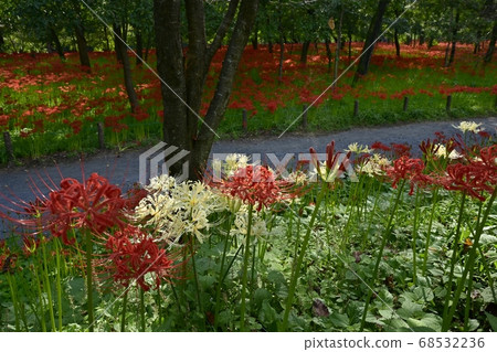 White flowers of Mandarin Shana blooming in the purse-string Mandosa Hana Park 68532236