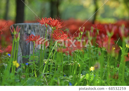 Flower and stump of Mandarin Flower blooming in Kinchakuda Mandarin Flower Park 68532259